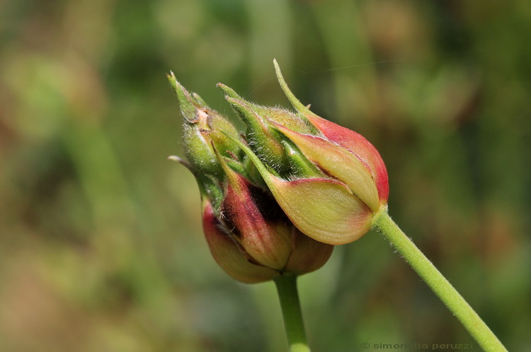 Cistus laurifolius / Cisto maggiore